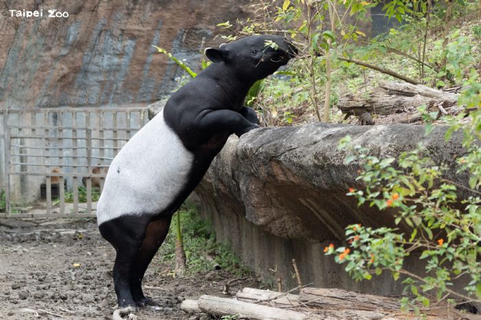 少年貘的成長日記，臺北市立動物園馬來貘「莉姆路」練習獨立，慢慢長大中